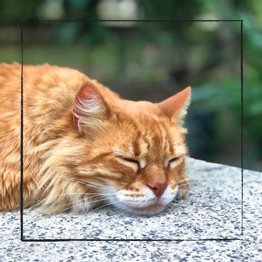 Gato