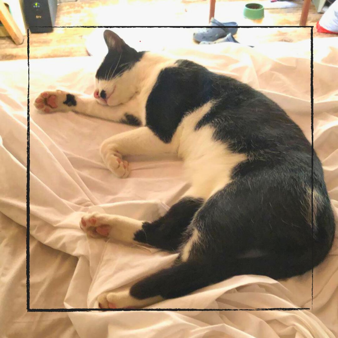 Gato