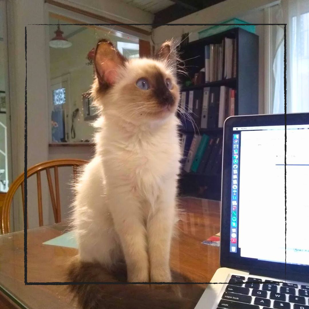 Gato
